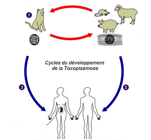 cycles toxoplasmose
